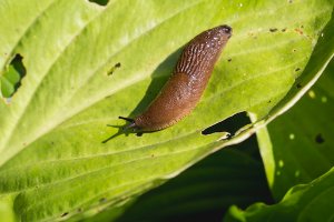 Large Red Slug ( Arion rufus ) attack leaf of a flowers. Cause of the most damage in garden. Agricultural pest.