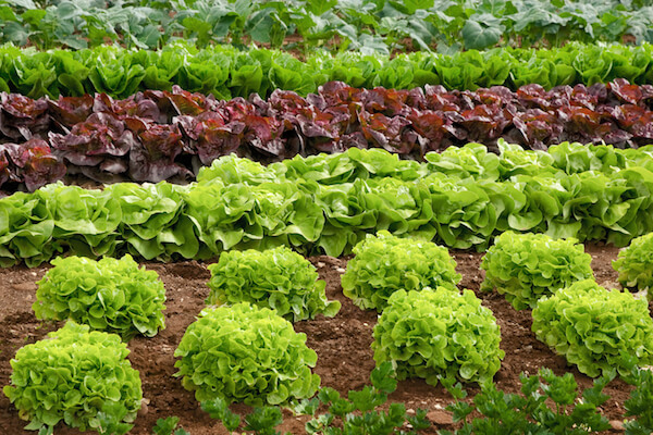 Rows of fresh lettuce plants in the countryside on a sunny day